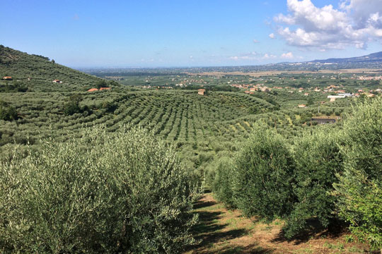 Huile d'olive - Régime Crétois