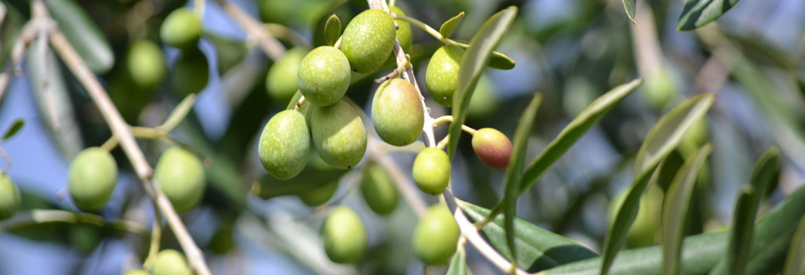 Huile d'olive - Vente en ligne